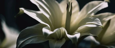 Datura : Dangers et Effets sur la Santé
